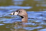 Pied-billed Grebe